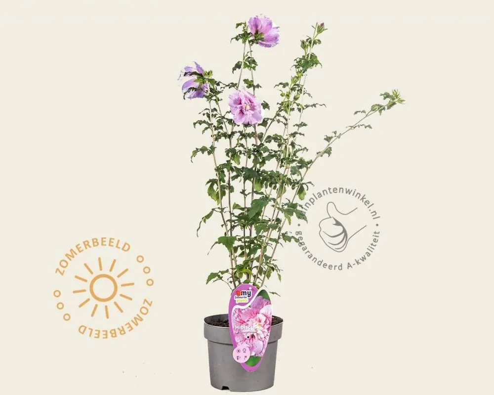 Premiumkwaliteit | Hibiscus syriacus ‘Lavender Chiffon‘