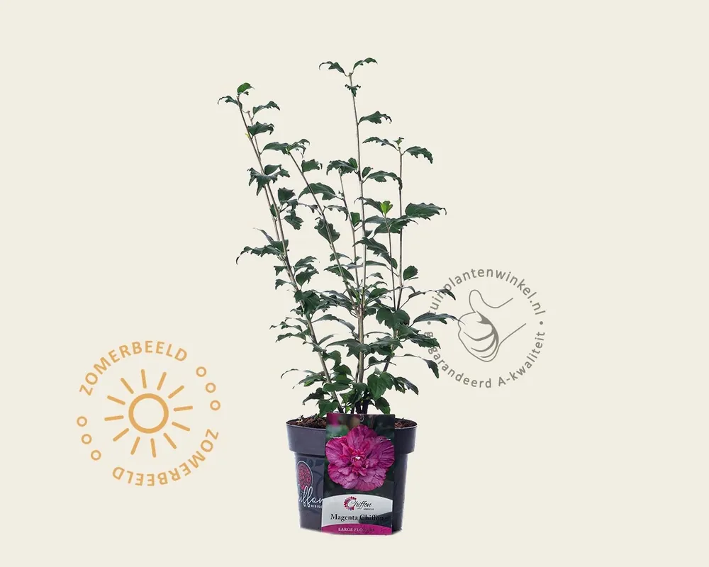 Hibiscus syriacus ‘Magenta Chiffon‘ | Actie loopt bijna af