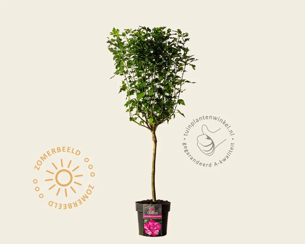 Hibiscus syriacus ‘Magenta Chiffon‘ - op stam | Voeg toe aan winkelwagen