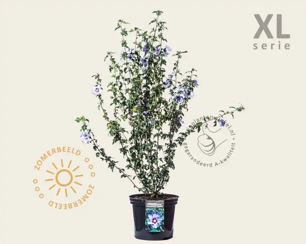 Hibiscus syriacus ‘Ultramarine‘ - ‘Minultra‘ - XL | Premiumkwaliteit