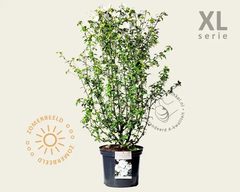 Hibiscus syriacus ‘W. R. Smith‘ - XL | Erg populair