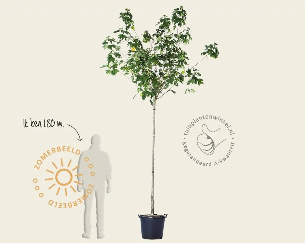 Klaar voor verzending | Hibiscus x ‘Resi‘ - 180 cm stam
