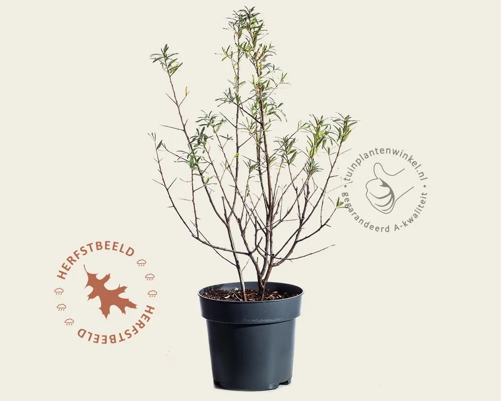 Hippophae rhamnoides ‘Friesdorfer Orange‘ | Makkelijk bestellen