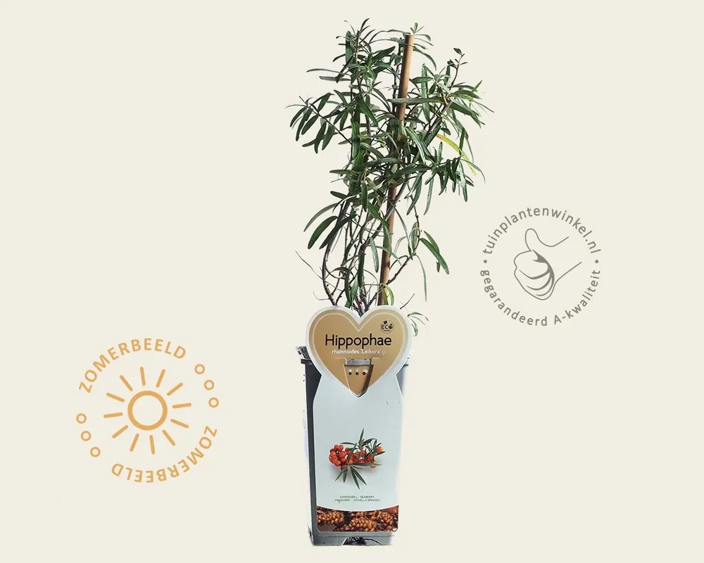 Favoriet van klanten - Hippophae rhamnoides ‘Leikora‘