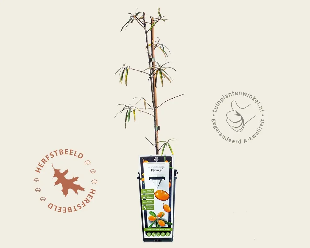 Hippophae rhamnoides ‘Pollmix‘ - Op voorraad