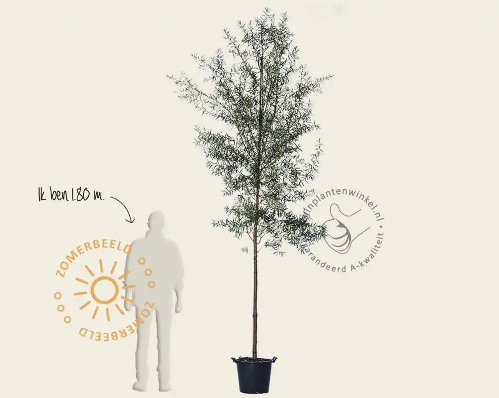 Hippophae salicifolia ‘Robert‘ - Direct bestellen