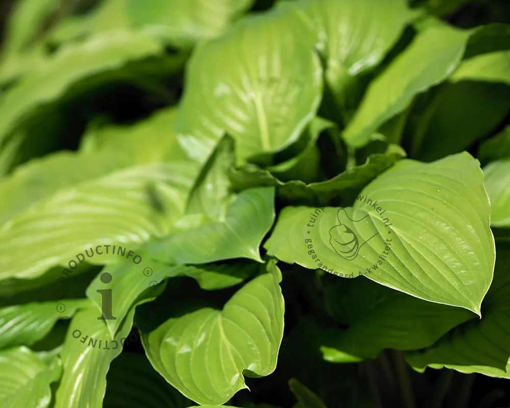 Goed beoordeeld | Hosta ‘August Moon‘