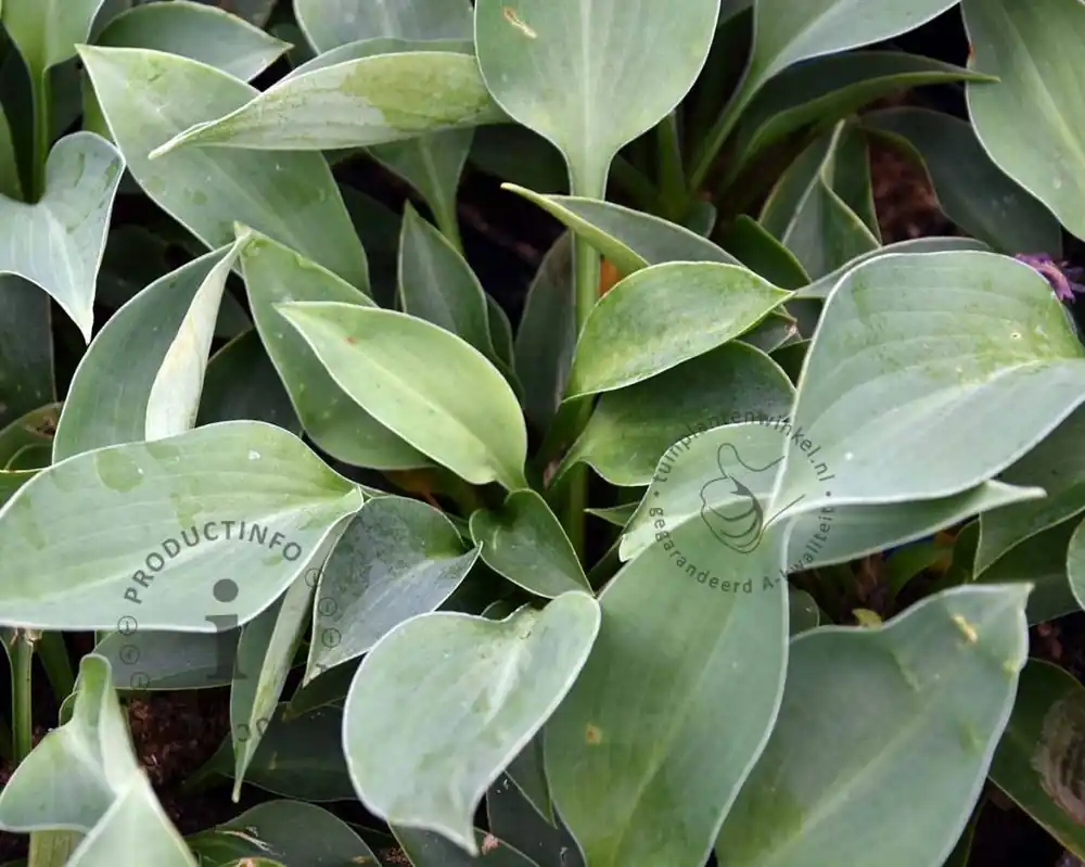 Hosta ‘Blue Cadet‘ - Hoog gewaardeerd