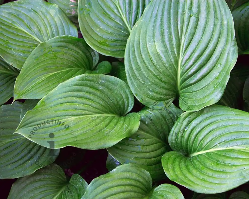 Snelle levering | Hosta tardiana ‘Devon Green‘