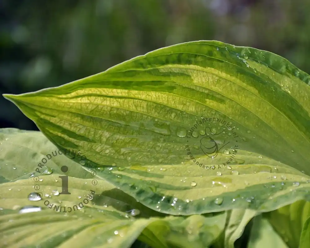 Hosta fortunei ‘Albopicta‘ - Opruiming
