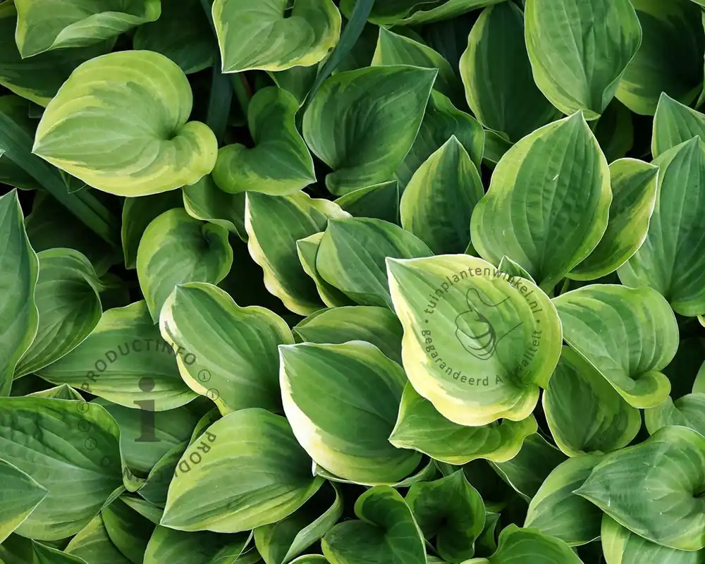 Hosta ‘Golden Tiara‘ | Veilig betalen