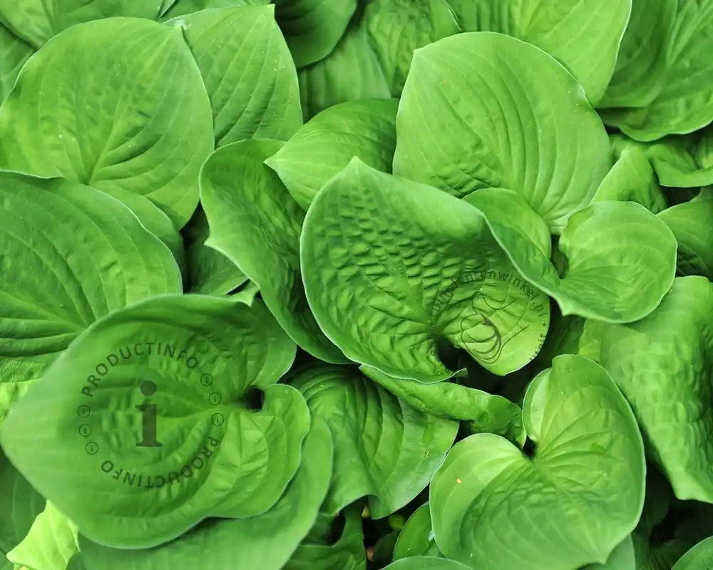 Hosta ‘Honeybells‘ | Meest verkocht