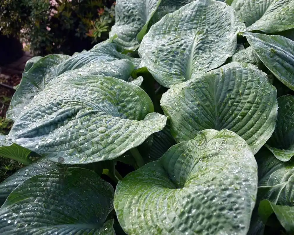 Hosta sieboldiana ‘Elegans‘ | Dagdeal