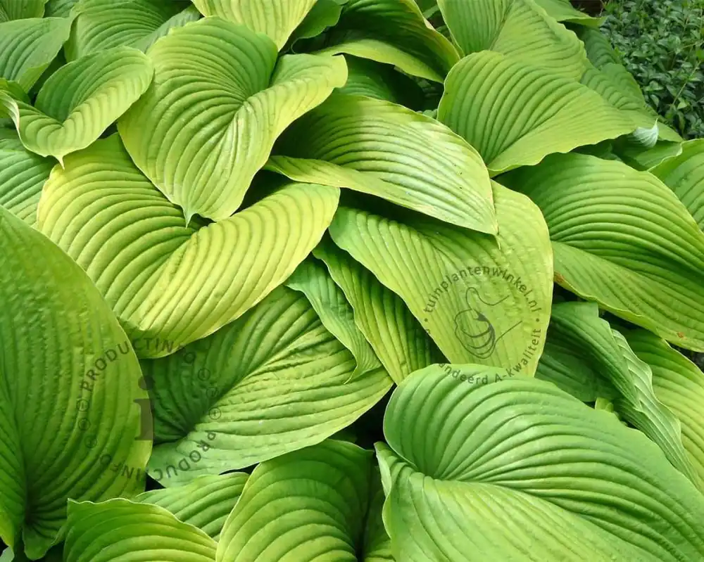 Speciale aanbieding | Hosta ‘Sum and Substance‘