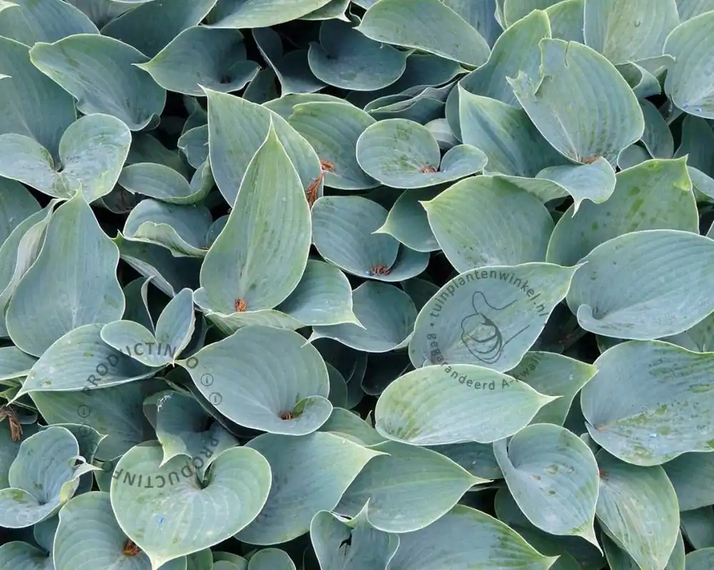 Beste prijs - Hosta tardiana ‘Halcyon‘