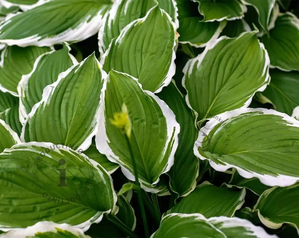 Erg populair | Hosta undulata ‘Albomarginata‘