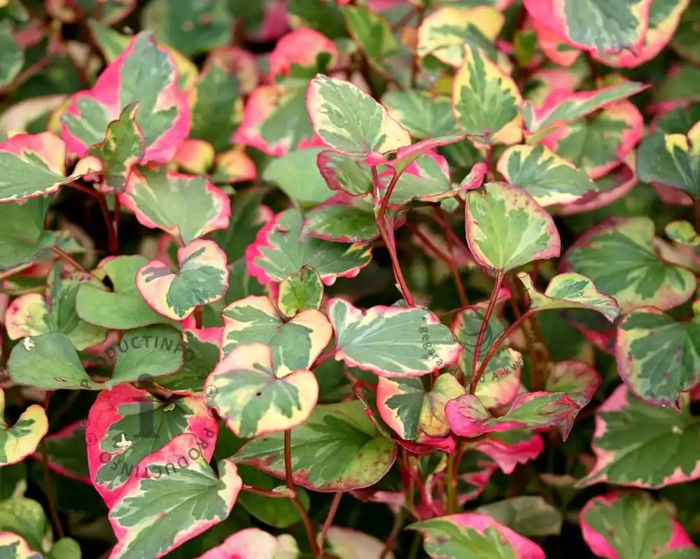 Houttuynia cordata ‘Chameleon‘ - Veilig betalen