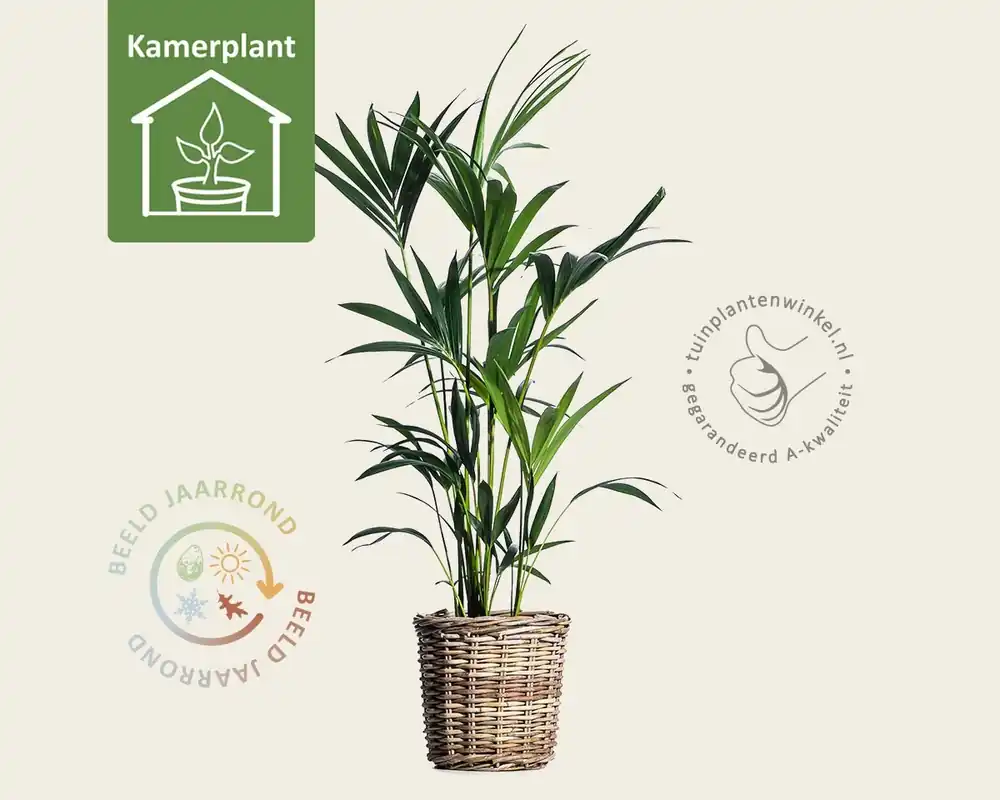 Howea forsteriana | Koop vandaag