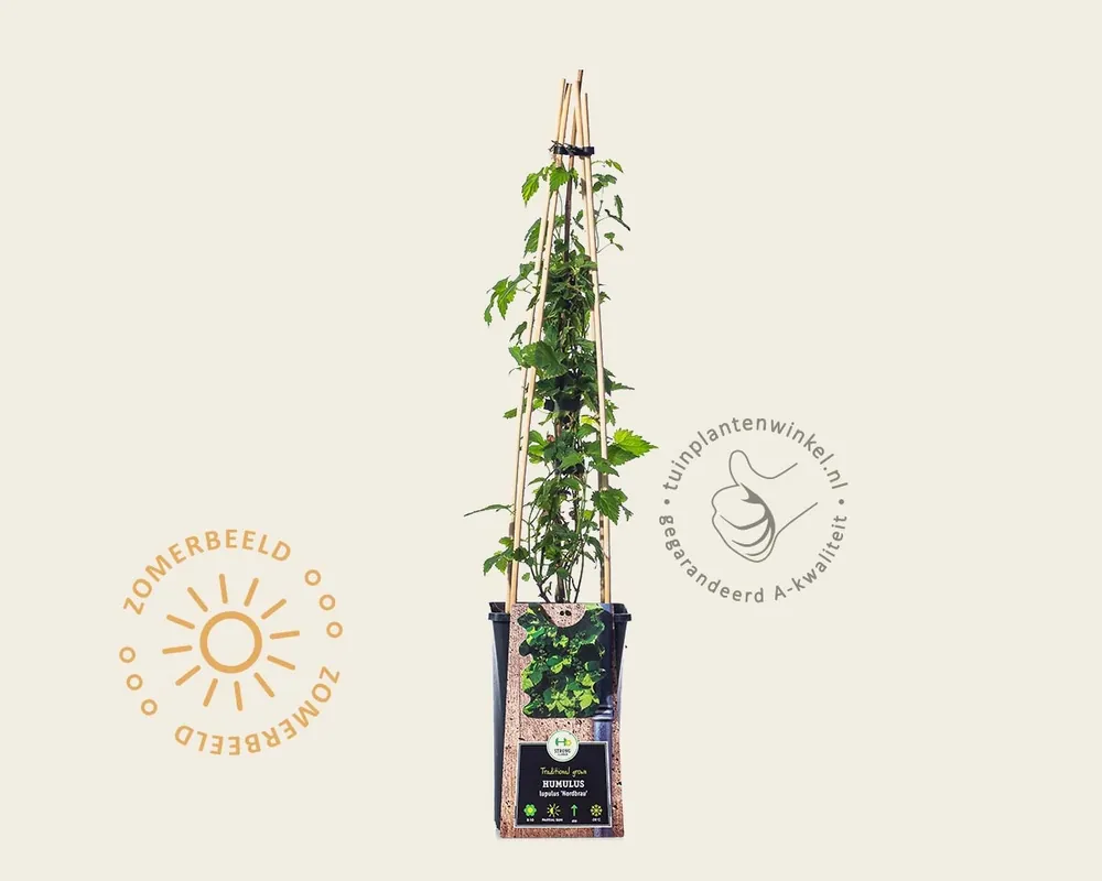 Direct beschikbaar - Humulus lupulus ‘Nordbrau‘