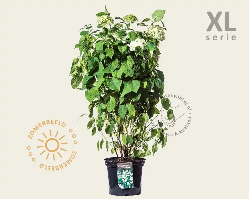 Vanaf nu beschikbaar | Hydrangea arborescens ‘Annabelle‘ - XL