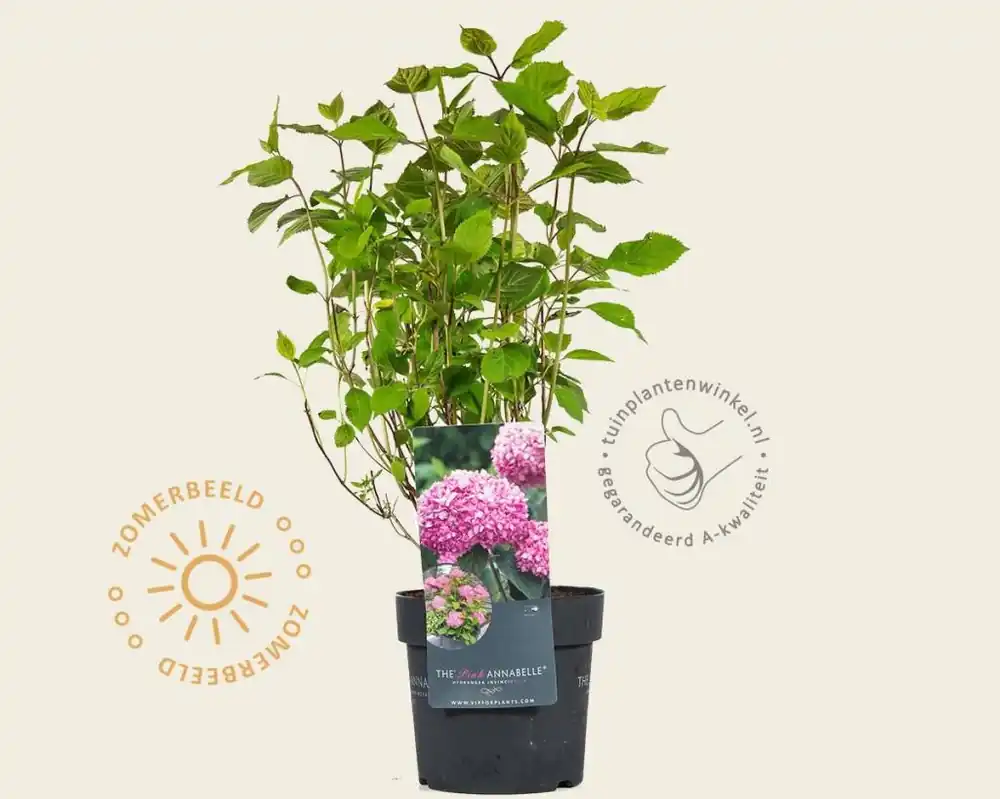 Bespaar nu - Hydrangea arborescens ‘Invincibelle‘ (Pink Annabelle)
