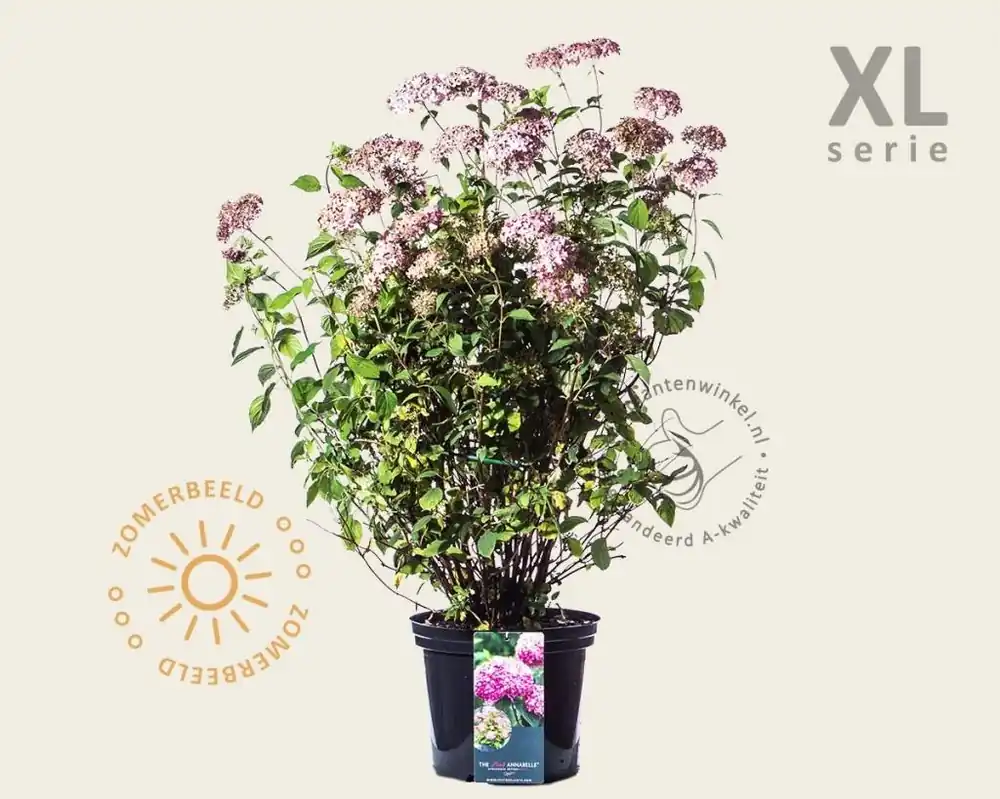 Online bestellen - Hydrangea arborescens ‘Invincibelle‘ - XL