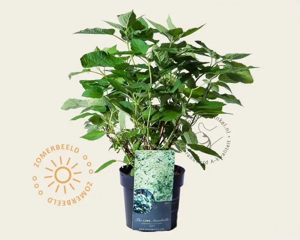 Bestel vandaag | Hydrangea arborescens ‘Lime Rickey‘