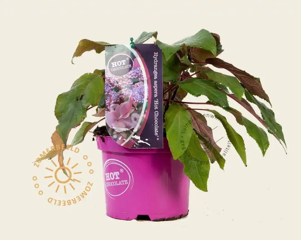 Hydrangea aspera ‘Hot Chocolate‘ | Goed beoordeeld