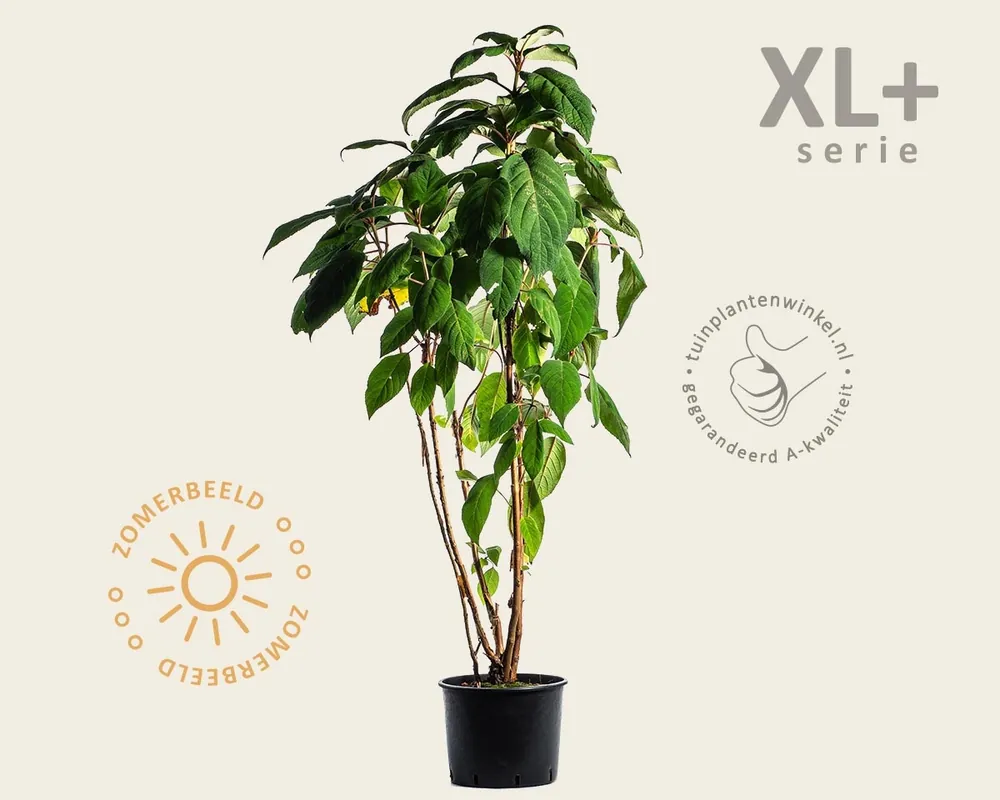 Net binnen | Hydrangea aspera ‘Macrophylla‘ - XL+