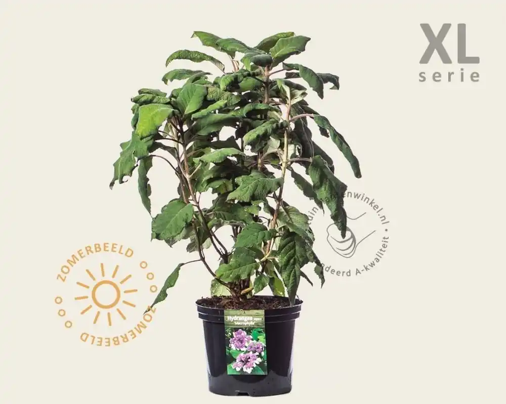Beperkte voorraad - Hydrangea aspera ‘Macrophylla‘ - XL