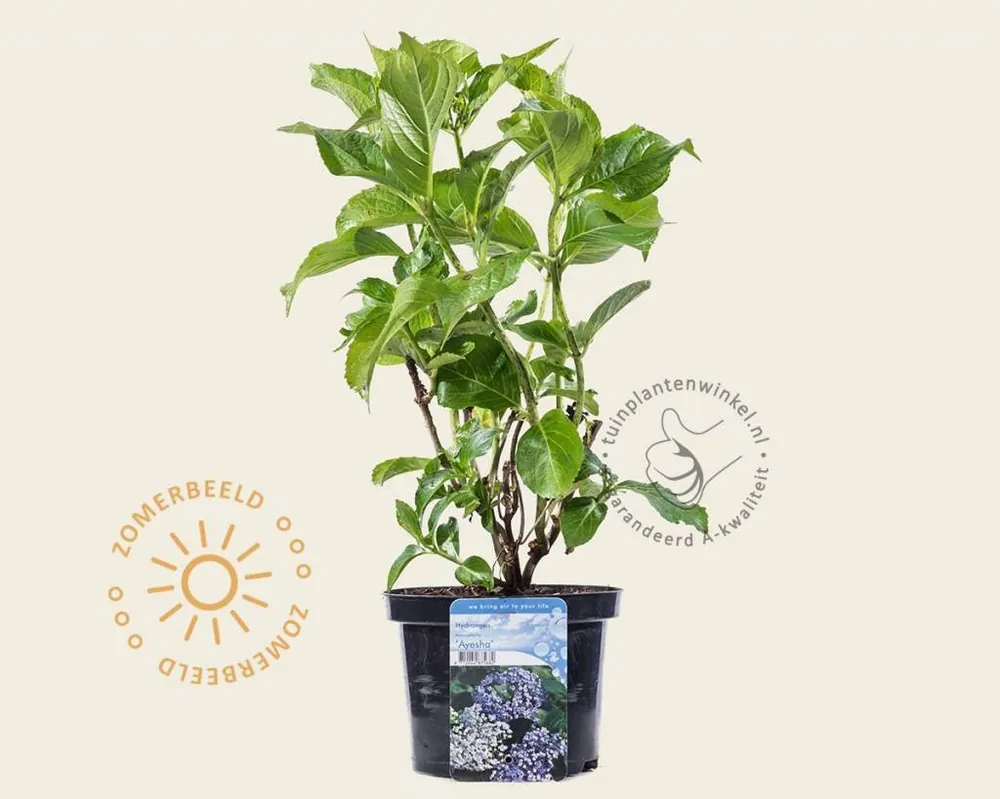 Veilig betalen - Hydrangea macrophylla ‘Ayesha‘