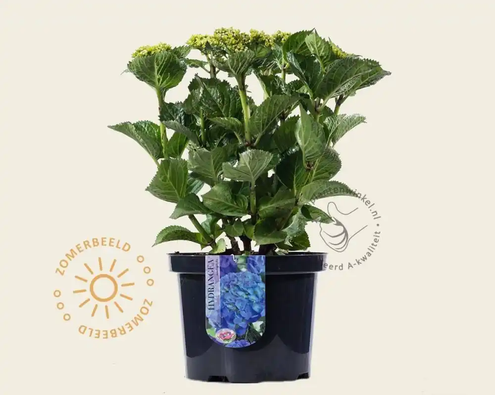 Online bestelbaar | Hydrangea macrophylla ‘Blauw‘
