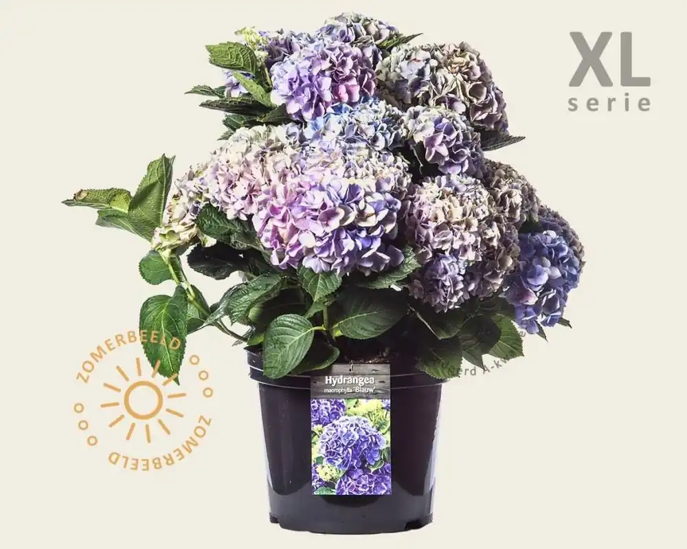 Direct kopen - Hydrangea macrophylla ‘Blauw‘ - XL