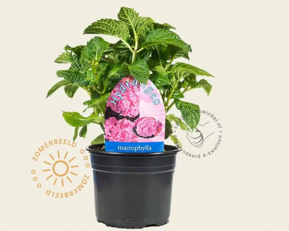 Favoriet van klanten | Hydrangea macrophylla ‘Bouquet Rose‘