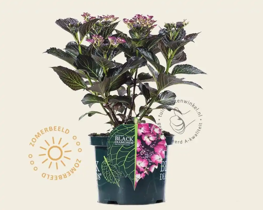 Hydrangea macrophylla ‘Dark Angel Purple‘ | Snelle verzending