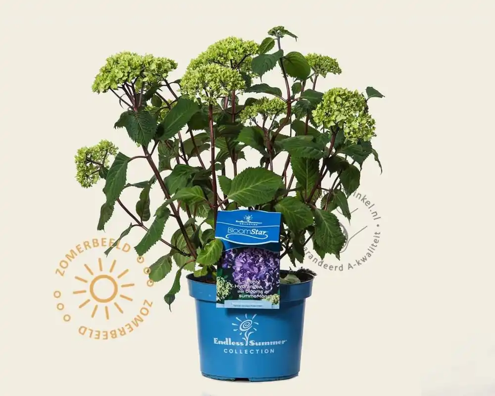 Flitsaanbieding - Hydrangea macrophylla ‘Endless Summer BloomStar‘
