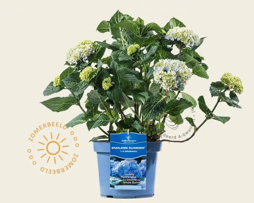 Shop nu | Hydrangea macrophylla ‘Endless Summer Blue‘