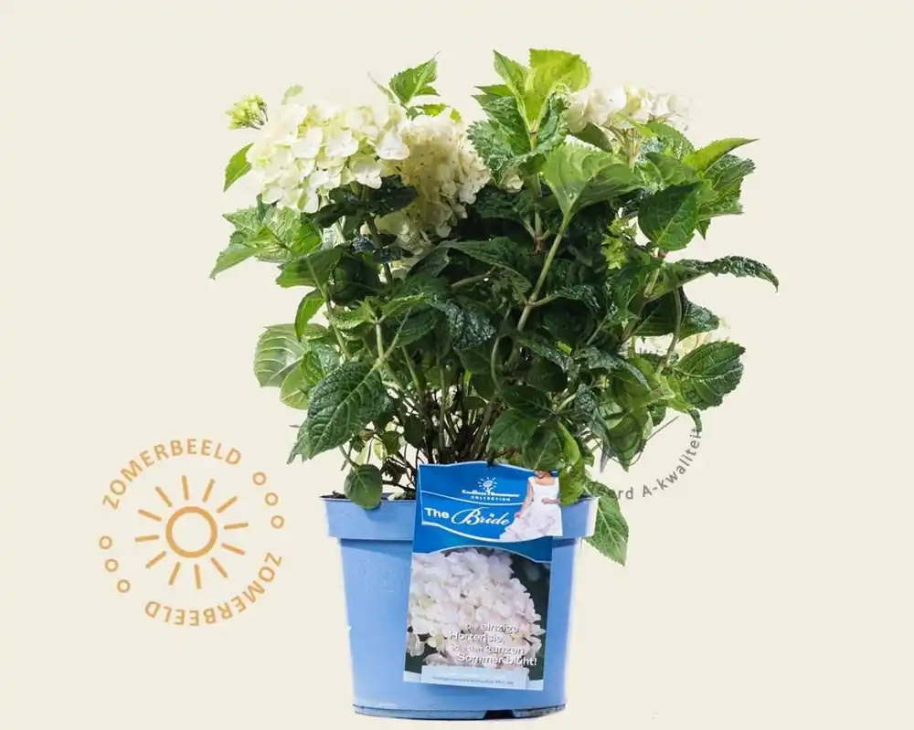 Hydrangea macrophylla ‘Endless Summer DreamCloud‘ | Voordeelprijs