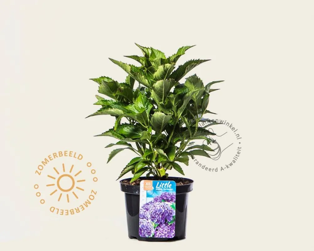 Speciale aanbieding - Hydrangea macrophylla ‘Little Purple‘