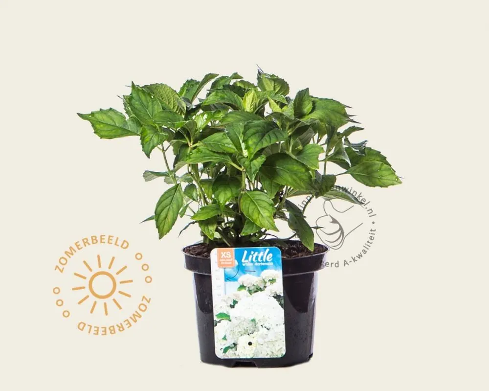 Sale - Hydrangea macrophylla ‘Little White‘