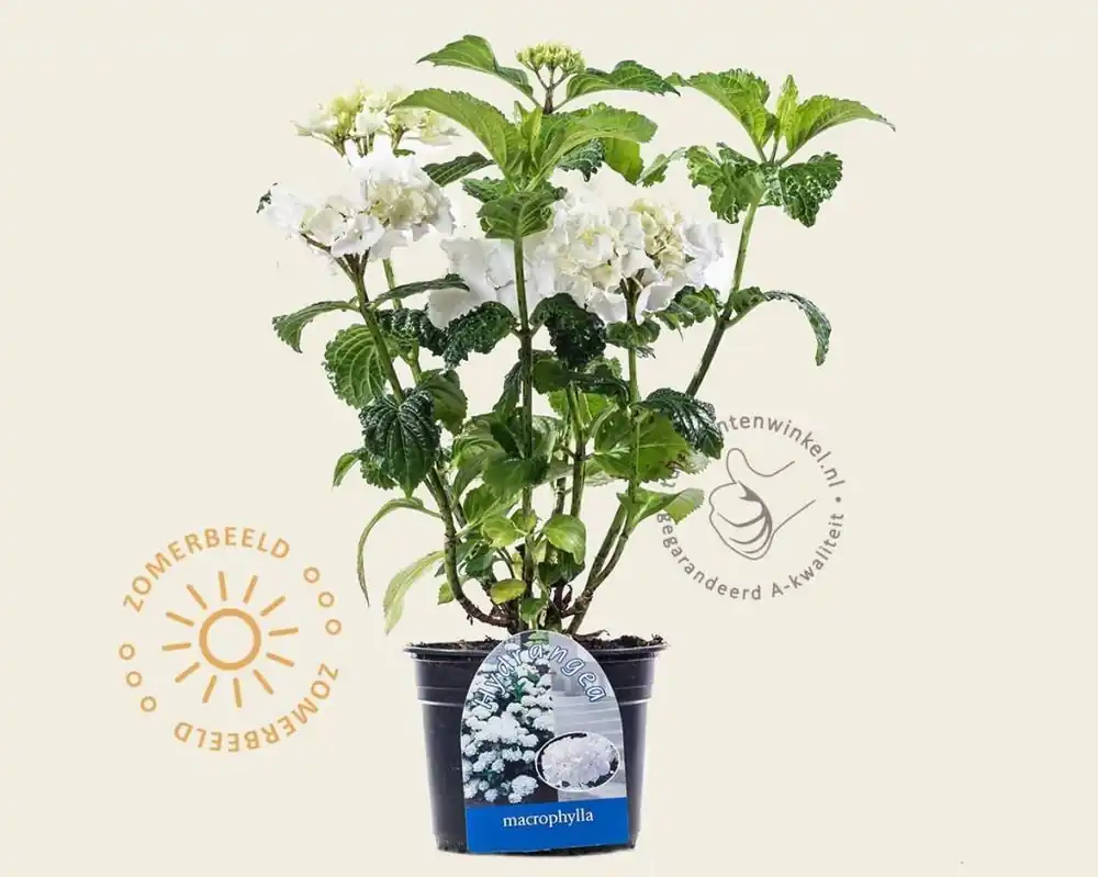 Topproduct - Hydrangea macrophylla ‘Madame Emile Mouillere‘