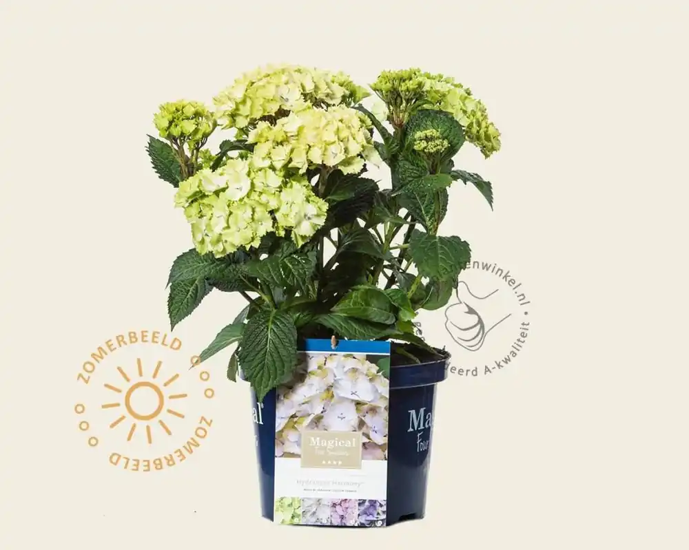 Prijsverlaging - Hydrangea macrophylla ‘Magical Harmony‘ (blauw)