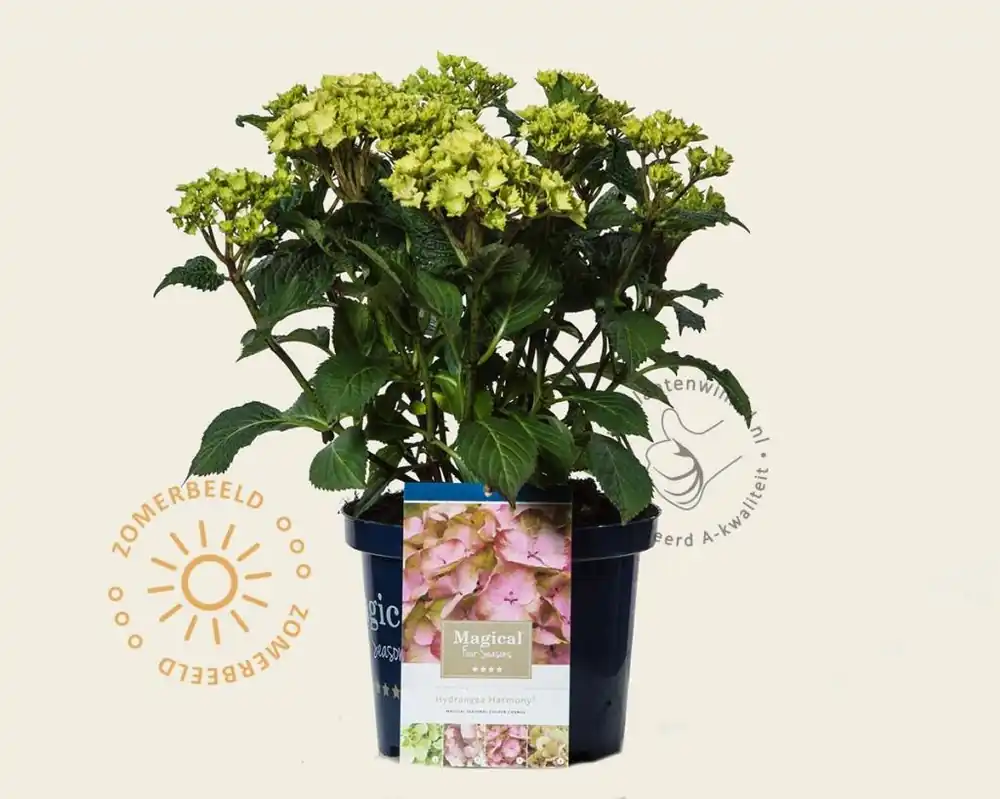 Hydrangea macrophylla ‘Magical Harmony‘ (roze) | Voordeelprijs