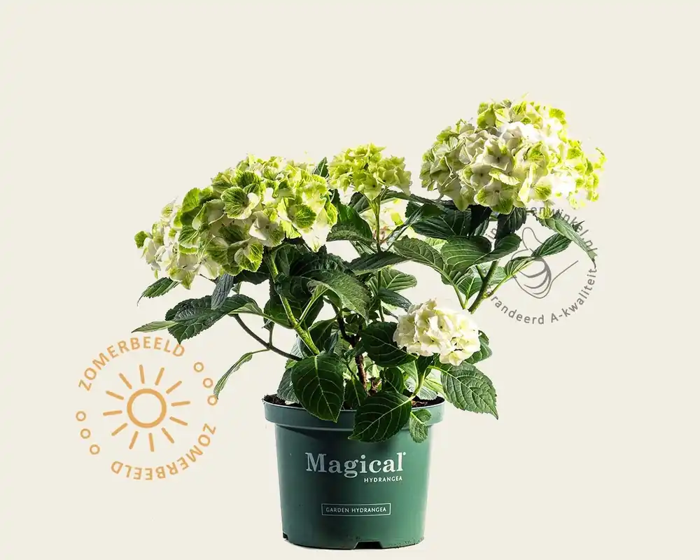 Hydrangea macrophylla ‘Magical Noblesse‘ - Veilige betaling