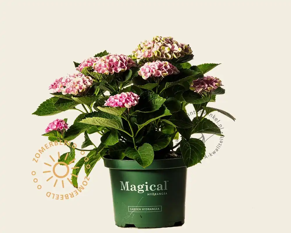 Net gelanceerd | Hydrangea macrophylla ‘Magical Revolution‘ - roze