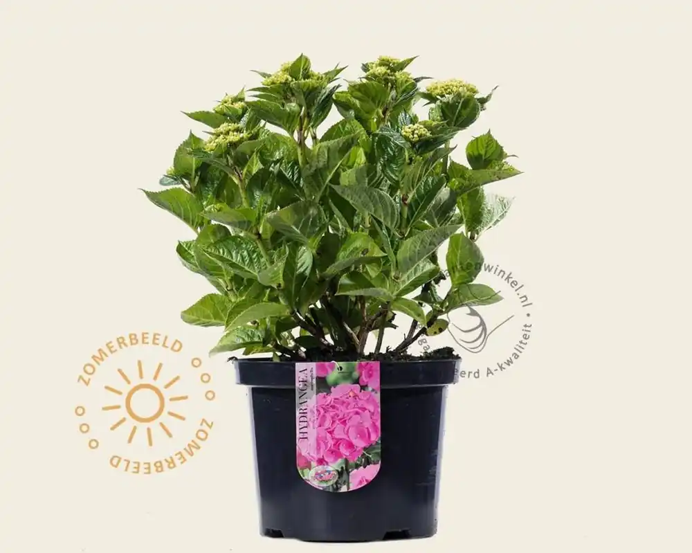 Nieuw in de shop - Hydrangea macrophylla - Roze