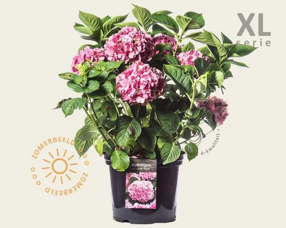 Hydrangea macrophylla ‘Roze‘ - XL | Online bestelbaar