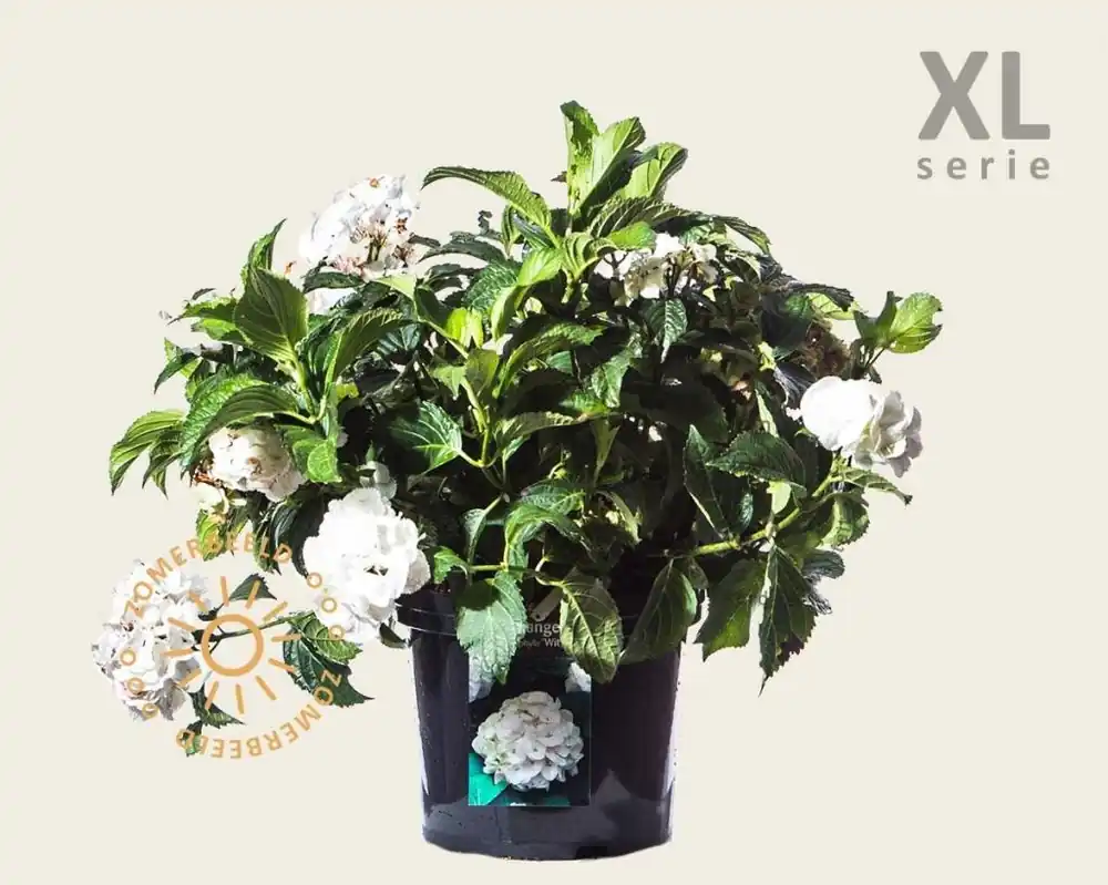 Speciale deal - Hydrangea macrophylla ‘Wit‘ - XL