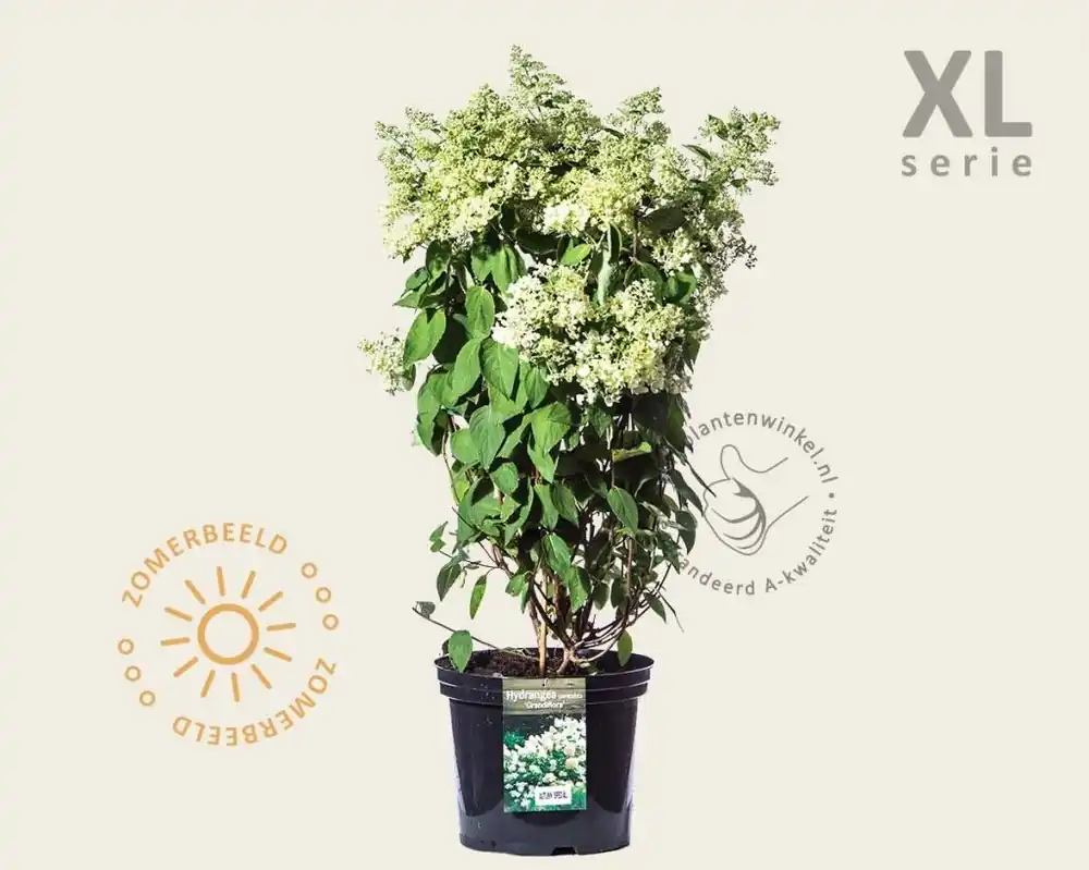 Populair | Hydrangea paniculata ‘Grandiflora‘ - XL
