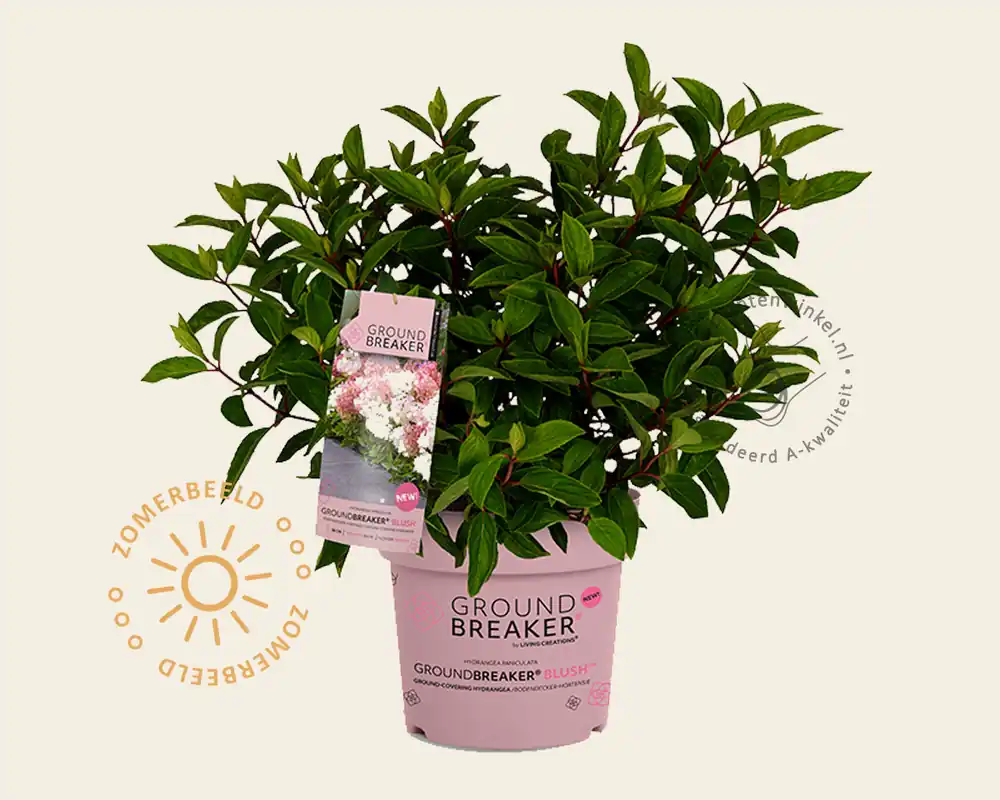 Hydrangea paniculata Groundbreaker® Blush - Aanrader